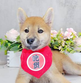 Shiba