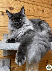 Maine Coon Blue Smoke Big Size Male