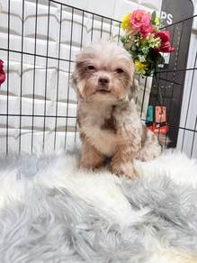 chihuahua mix