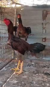 Ayam shamo cross aseelmurga Sepasang 5bln