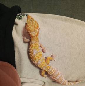 Leopard gecko WY snow tremper