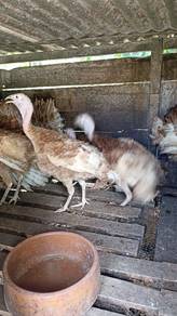 anak ayam belanda
