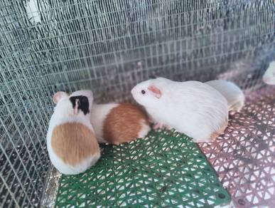 Arbok Guinea pig