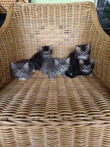 kitten female/male available 