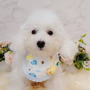 Bichon