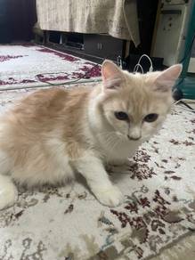 BSH mix parsi male