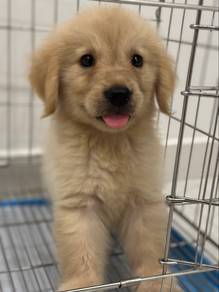 golden retriever o