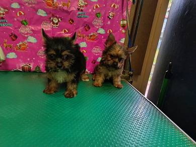 Yorkies puppies. MERDEKA promotion