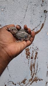 Burung lovebirds