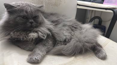 2 British long hair for rehome