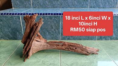 kayu akuarium Channa 2ft