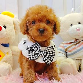 Poodle
