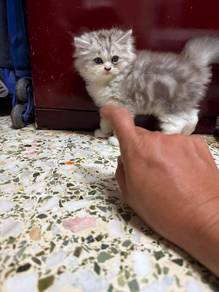 British Longhair BLH kitten