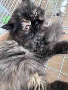 persian calico kitten