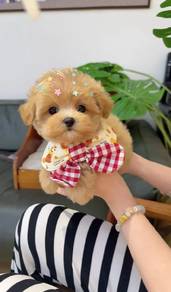 Mini Maltipoo -Girl 