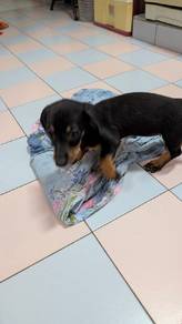 Tss Dachshund