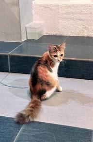 Calico cat