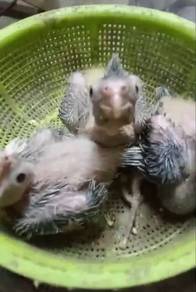 Anak Suap Burung Cockatiel