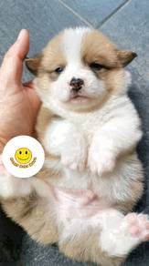 G1177 Welsh Corgi white brown haired puppy