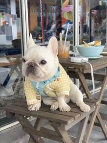 French Bulldog