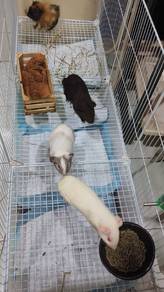California guinea pigs and Australian guinea pigs
