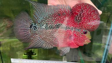 Flowerhorn Male with huge kok