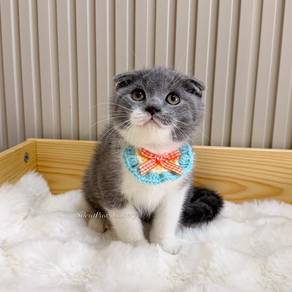 Scf kitten
