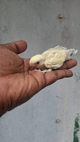 Burung love
