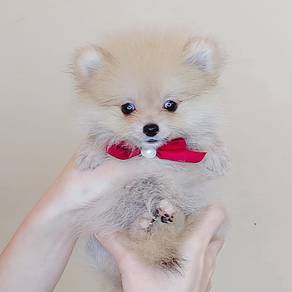 Pomeranian