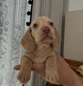 Dachshund