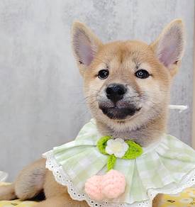 Shiba