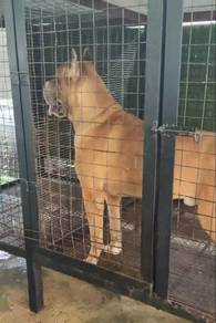 greatdane