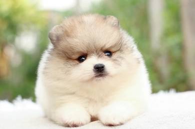 Pomeranian