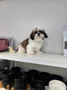 Shih tzu male