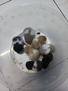 hamster syrian 