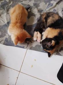Free Cats & Kittens To Be Given Away