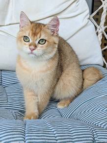 british shorthair golden male