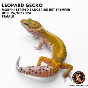 Leopard Gecko Malaysia Striped Tangerine Het Tremp