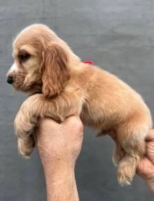 ENGLISH COCKER SPANIEL PUPPIES M181🌻Male & Female
