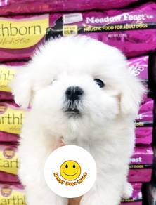 JKL8000 Tiny Maltese beautiful little puppy dogs