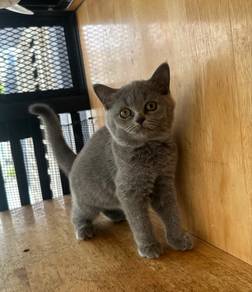 Bsh blue kitten british short hair