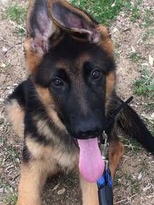 B00899 German Shepherd puppies #MKA reg.