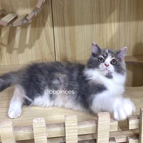 persian kitten