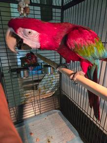 Parrot for rehome