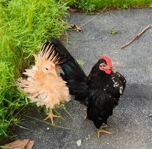 Ayam serama 