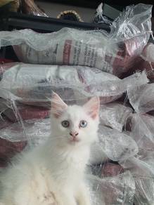 mix mainecoon oddeyes betina