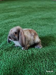 Arnab Holland Lop Hl