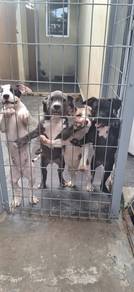 Female Puppy