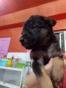 German shepherd mix