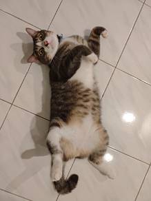 Free Adoption -  Indoor Cat Needs Home 